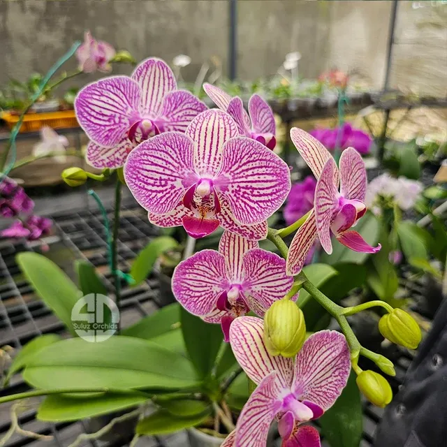 Phalaenopsis Arcadia