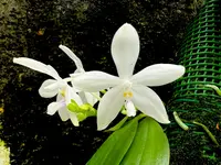 Phalaenopsis tetraspis