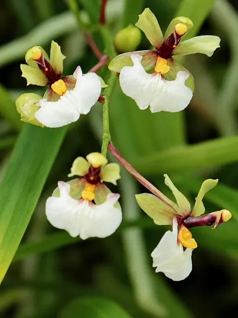 Gomesa radicans (Gomesa)