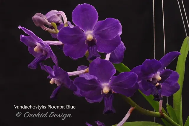 Vandachostylis Ploenpit Blue 'Royal Sapphire'