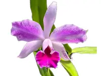 Cattleya Super Andes