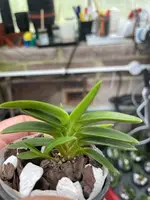Neofinetia falcata ‘Mame Suzumushi’