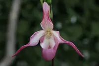 Phragmipedium Ainsworthii (longifolium x Sedenii)