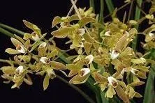 Encyclia oliveirana (Encyclia)