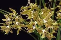 Encyclia oliveirana — NBS / Nonblooming