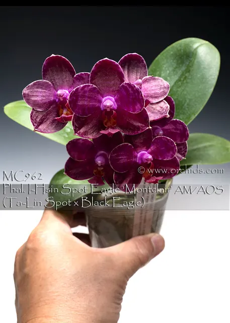 Phalaenopsis I-Hsin Spot Eagle (Ta-Lin Spot x Black Eagle) 'Montclair'