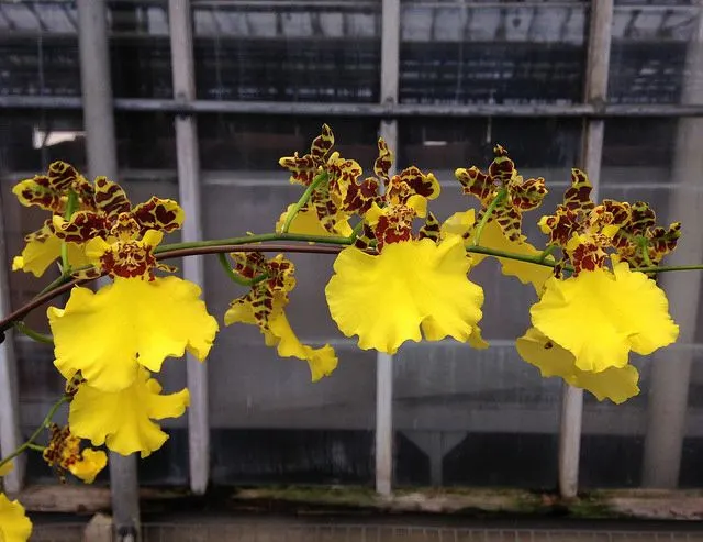 Oncidium Jiuhbao Gold KBR