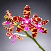 Phalaenopsis Lovely Marie (Phal. mariae x Phal. bastianii)
