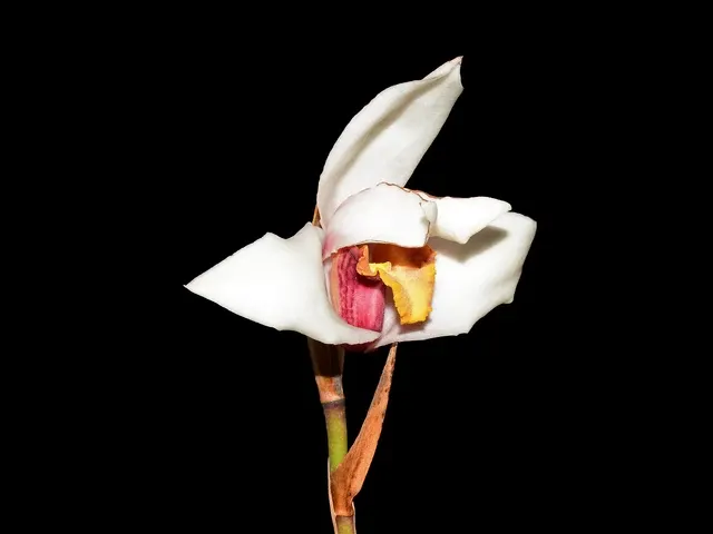 Maxillaria Paloma (Maxillaria)