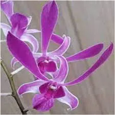 Dendrobium Salaya Stripe #398