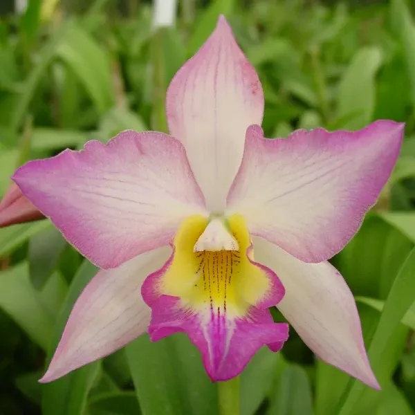 Iwanagara Apple Blossom 'Kalei Pink'