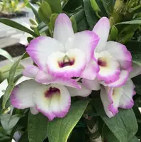 Dendrobium "My Sweet Wink" Orchid | Fragrant White & Pink Flowers | Easy-Care Live Orchid Plant