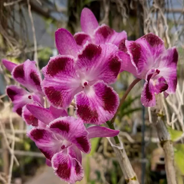 Dendrobium Parishii 3 Lip × Parishii 6 Petals