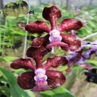 Vanda Brunnea X Vanda Liouvillei