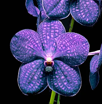 Vanda Pachara Delight AM/AOS 'Isabella' (Vanda)