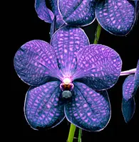 Vanda Pachara Delight 'Isabella' AM/AOS