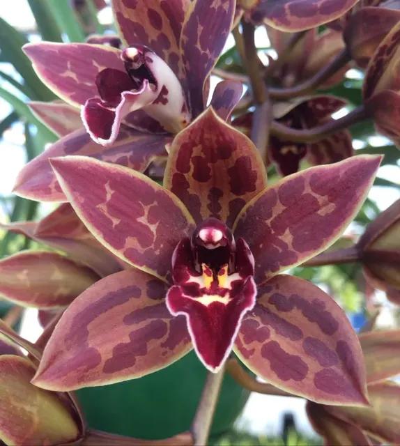 Cymbidium Canned Magic 'Kobe'