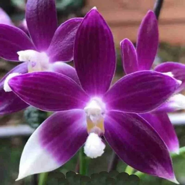Phalaenopsis speciosa sp 'Purple Rose' (Phalaenopsis)