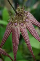 Bulbophyllum Elizabeth Ann ‘Buckleberry’ FCC/RHS (longissimum x rothschildianum)