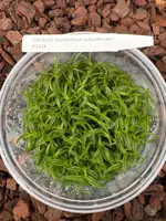 FLASK Dendrobium subuliferum