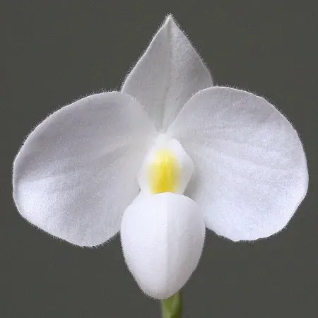 Paphiopedilum delenatii var alba-MS (Paphiopedilum)