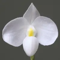 Paph. delenatii var. alba-MS