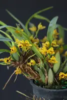 Maxillaria variabilis (3" pot)