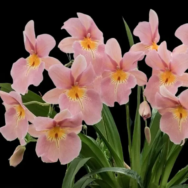 Miltonia Salmon Milt '402'