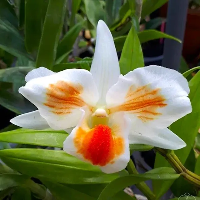 Dendrobium Frosty Dawn *parfumat 'Eye'