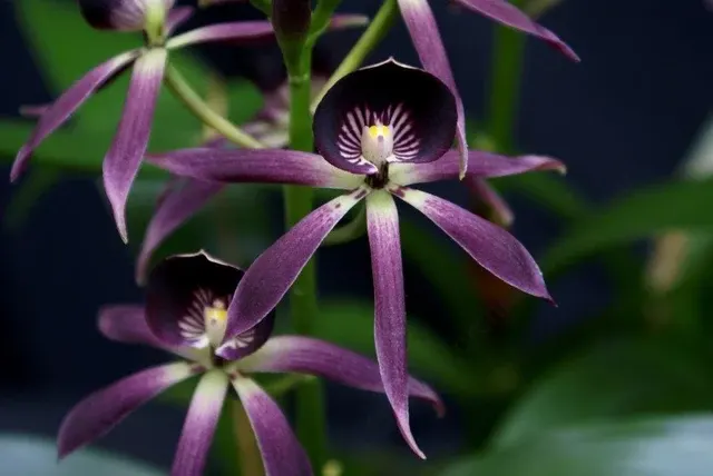Encyclia lancifolia x (Encyclia)