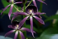 Encyclia lancifolia x Epicattleya Miva Etoile