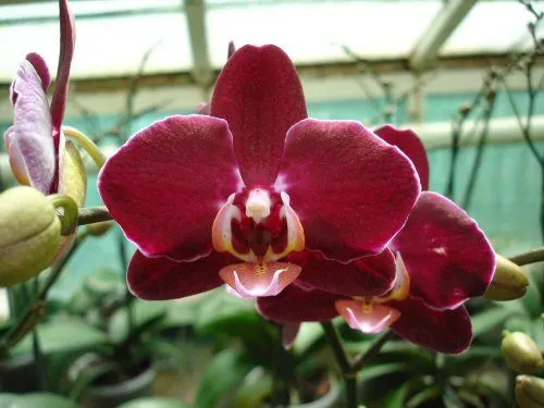 Phalaenopsis Elegant Debora