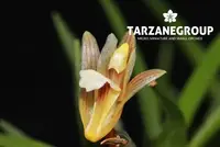 MAXILLARIA UNCATA SMALL ORCHID SPECIES POTTED