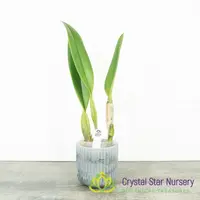 Cattleya Prism Palette 'Mischief' AM/AOS