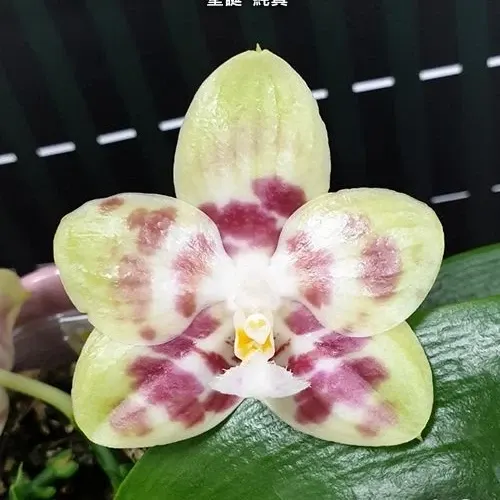 Phalaenopsis Yaphon Christmas 'Innocence' (Phalaenopsis)