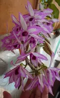 Dendrobium Anosmum “A Touch of Class” – Mounted
