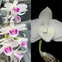 Dendrobium anosmum 'alba' X anosmum 'Taiwan'