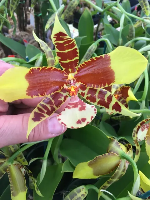 Rossioglossum Rawdon Jester 'Great Bee'
