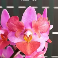[Bare-root][Import AS-IS] #PA# Phal. Liu's Triprince 'Pink' (peloric - 2 eyes) 粉紅三太子 [2.5" BS][Sept Preorder 26]
