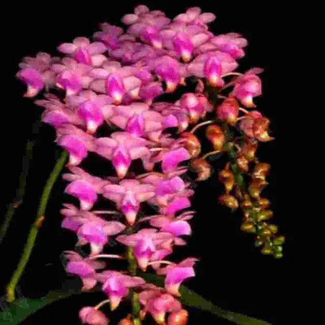 Aerides lawrancea (Aerides)