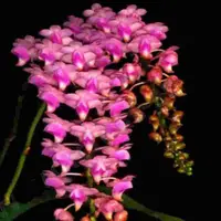 Aerides lawrancea X Aerides quinquevulnera