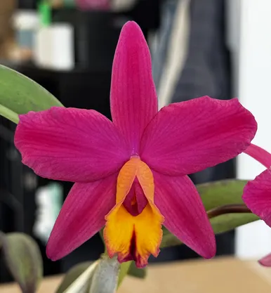 Cattleya Diamond Life (Cattleya)