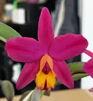 Cattleya Diamond Life (Circle Star ‘Yoga Flame’ X Laelia johngeana)