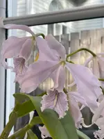 C. maxima — Coerulea