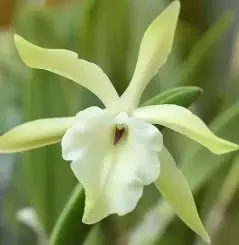 Laelia glauca