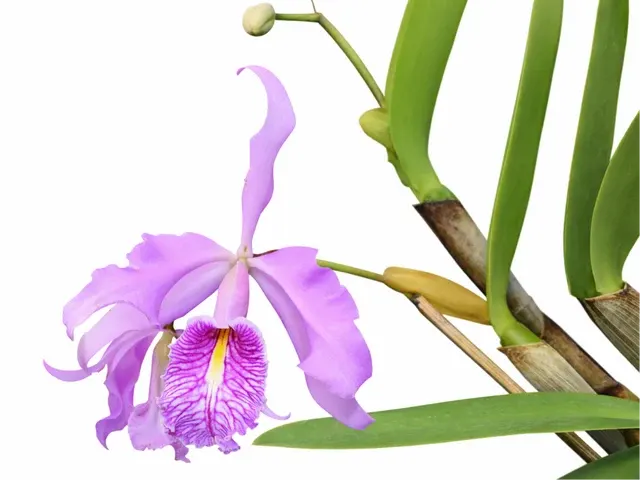 Cattleya maxima (Cattleya)