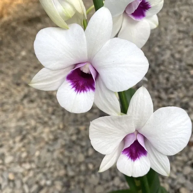 Dendrobium Phalaenopsis Papaya Kiss