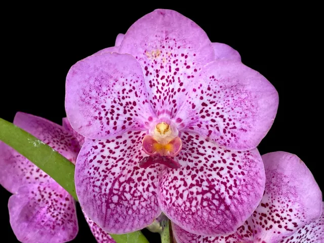 Vanda Chomkao x Kulwadee Fragrance