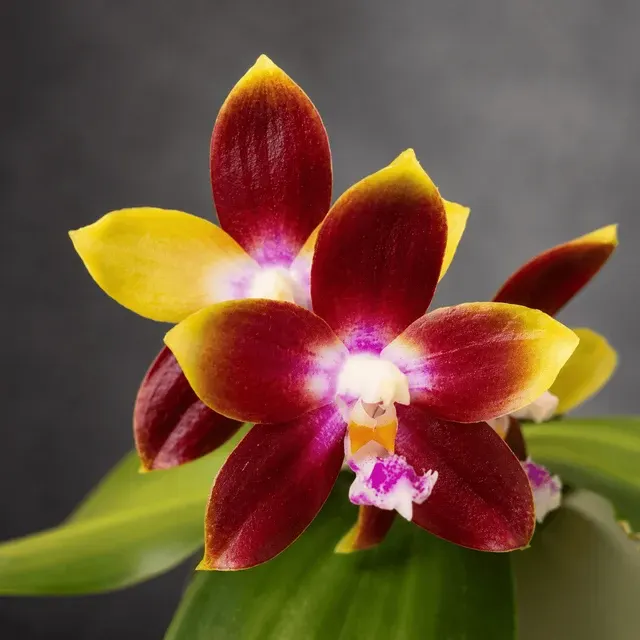 Phalaenopsis Tying Shin Fly Eagle *parfumata