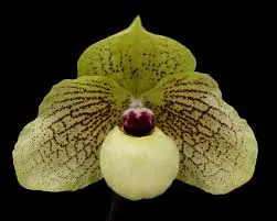 Paphiopedilum Ma Belle